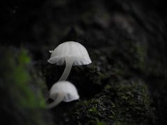 Phloeomana alba