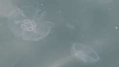 Aurelia aurita