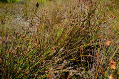 Restio curvibracteatus