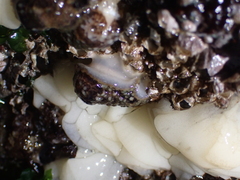 Onchidoris bilamellata