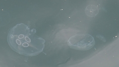 Aurelia aurita