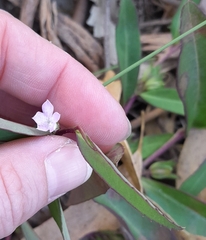 Eremophila debilis
