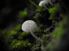 Phloeomana alba