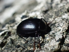 Amarygmus