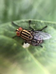 Sarcophaga bidentata