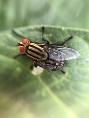 Sarcophaga bidentata