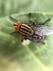 Sarcophaga bidentata