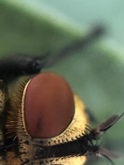 Sarcophaga bidentata