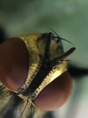 Sarcophaga bidentata