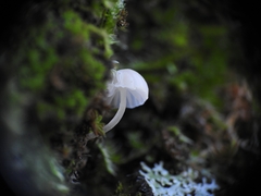 Phloeomana alba