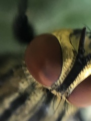 Sarcophaga bidentata