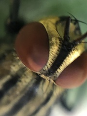 Sarcophaga bidentata