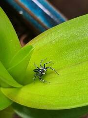 Cosmophasis thalassina