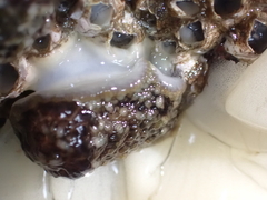 Onchidoris bilamellata