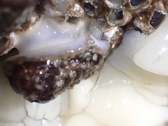 Onchidoris bilamellata