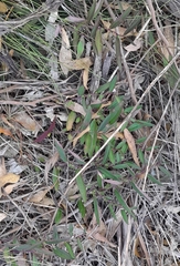 Eremophila debilis
