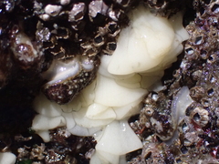 Onchidoris bilamellata