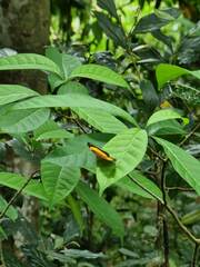 Cupha prosope