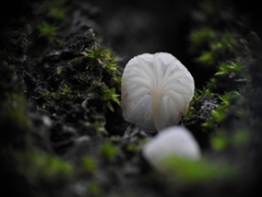 Phloeomana alba