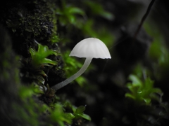Phloeomana alba