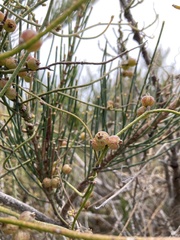 Cassytha pubescens