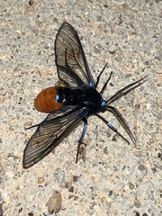 Gymnelia xanthogastra