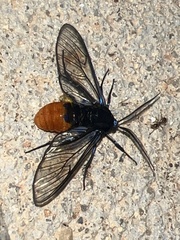 Gymnelia xanthogastra