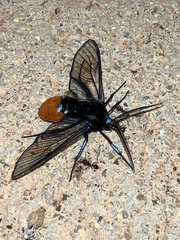 Gymnelia xanthogastra