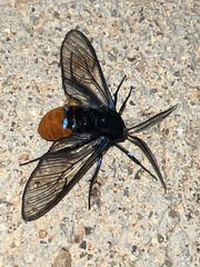 Gymnelia xanthogastra