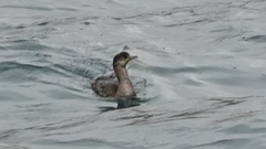 Gulosus aristotelis