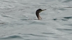 Gulosus aristotelis