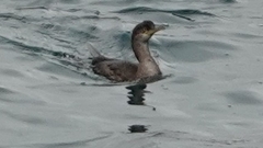 Gulosus aristotelis