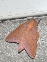 Adeloneivaia