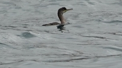Gulosus aristotelis