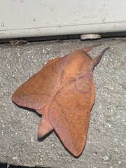 Adeloneivaia