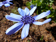 Felicia heterophylla