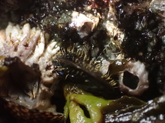 Semibalanus cariosus