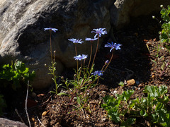 Felicia heterophylla