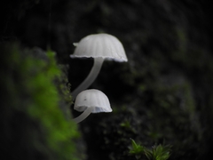 Phloeomana alba