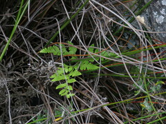 Rumohra adiantiformis