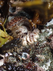 Semibalanus cariosus