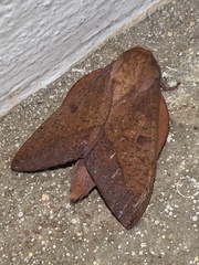 Adeloneivaia subangulata