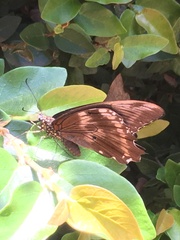 Papilio nireus lyaeus