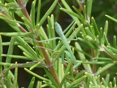 Miomantis caffra