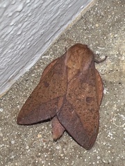 Adeloneivaia subangulata