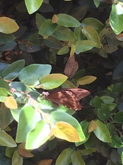 Papilio nireus lyaeus