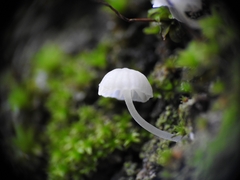 Phloeomana alba