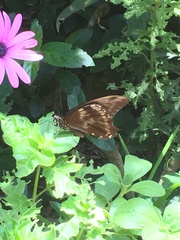 Papilio nireus lyaeus