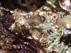 Onchidoris bilamellata