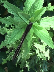 Papilio nireus lyaeus